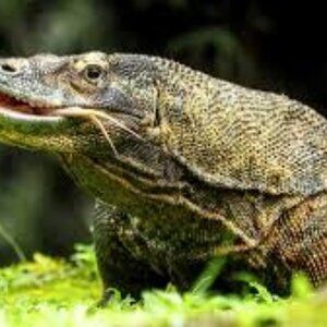 Lizard